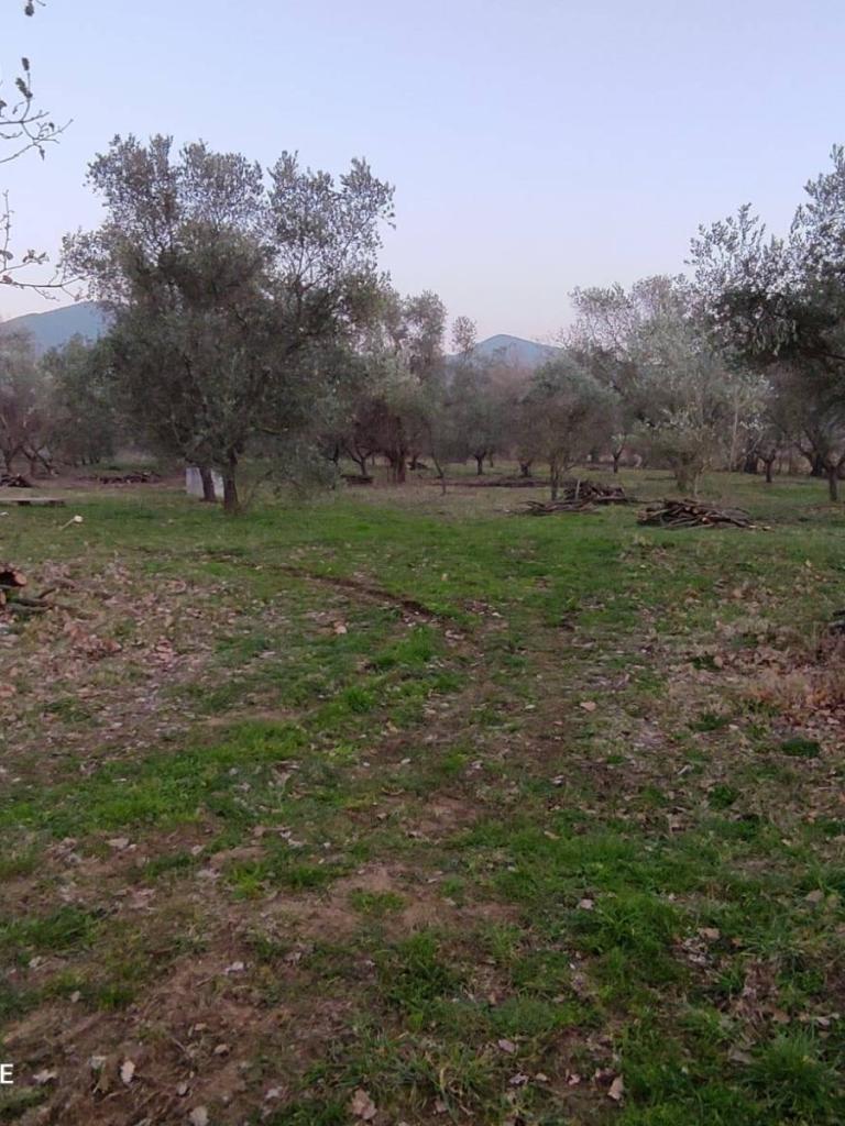 Terreno agricolo  , SCARLINO rif. SCT02